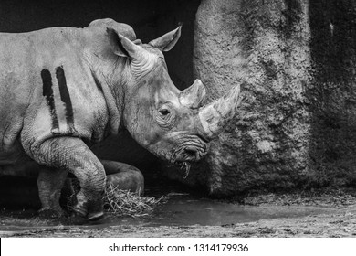 373 Sad rhino Images, Stock Photos & Vectors | Shutterstock