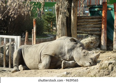 Rhino In Budapest Zoo