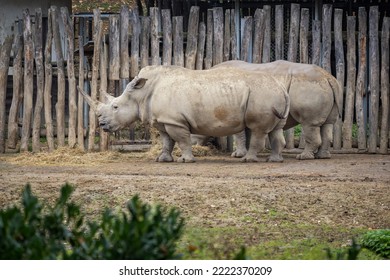 Rhino captive breeding and wooden enclosure. - Shutterstock ID 2222370209