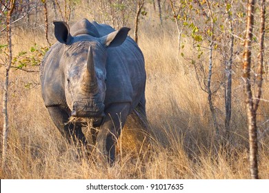 Rhino Charging