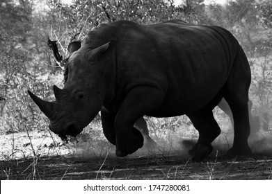A rhino charging in defense.