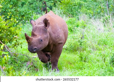 Rhino charging.  Single male.