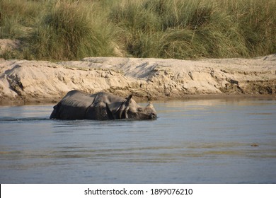 Rhino Chitwan National Park Nepal