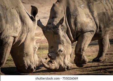 Rhino close up - Shutterstock ID 755026069