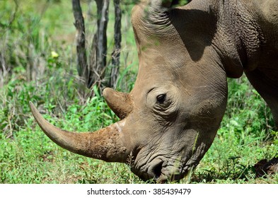 Rhino Closeup