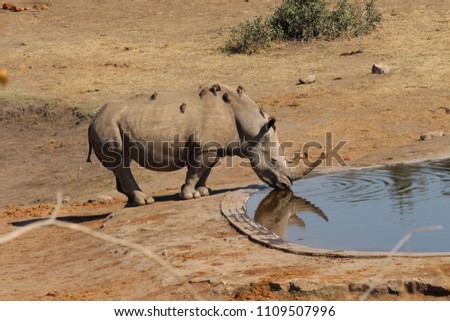 Similar – Black Rhino, Namibia