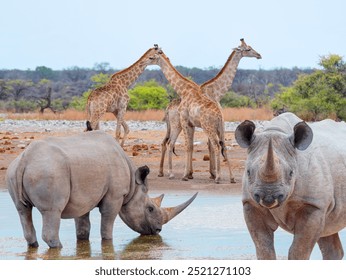 A rhino is drinking water in a small lake - Giraffe family walking in the Etosha park - Etosha National Park, Namibia, Africa - Powered by Shutterstock - Get 15% off with code: PIKWIZARD15