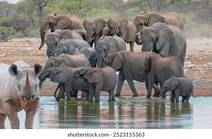 Rhino drinking water from a small lake - Group of elephant family drinking water in lake at amazing sunset - Etosha National Park, Namibia, Africa  - Powered by Shutterstock