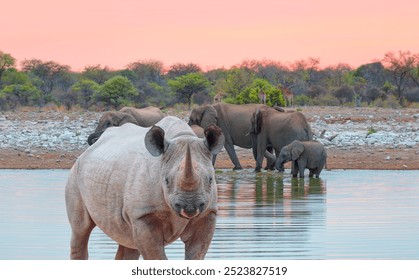 Rhino drinking water from a small lake - Group of elephant family drinking water in lake at amazing sunset - Etosha National Park, Namibia, Africa  - Powered by Shutterstock