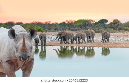 Rhino drinking water from a small lake - Group of elephant family drinking water in lake at amazing sunset - Etosha National Park, Namibia, Africa  - Powered by Shutterstock