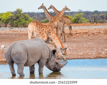 A rhino is drinking water in a small lake - Giraffe family walking in the Etosha park - Etosha National Park, Namibia, Africa