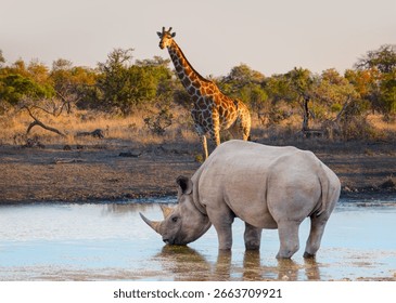 A rhino is drinking water in a small lake - Giraffe family walking in the Kruger National Park, South Africa
