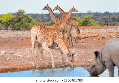 A rhino is drinking water in a small lake - Giraffe family walking in the Etosha park - Etosha National Park, Namibia, Africa