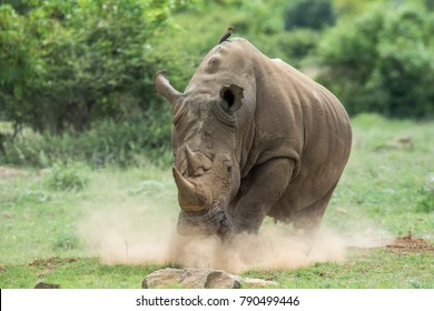 Rhino, Dust, Running, Charge