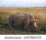 Rhino early in the morning in Nairobi National Park, Kenya. A rhinoceros walks along the road against the backdrop of the city of Nairobi.