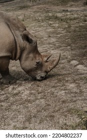 Rhino Eating Animal Kingdom Ground