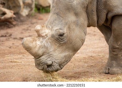rhino eating grass in an animal reserve