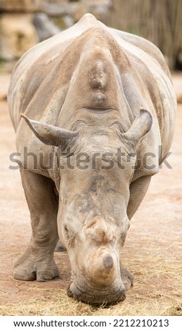rhino eating grass in an animal reserve