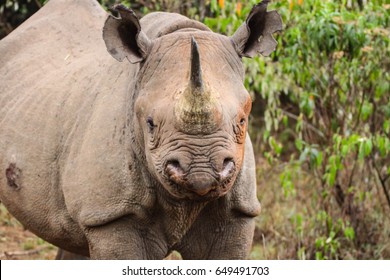 Rhino Face