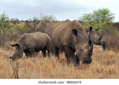 Rhino Family In Kruger National Park