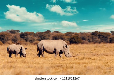 rhino family, mother with baby of white rhinoceros Khama Rhino Sanctuary reservation, Botswana safari wildlife, Wild animal in the nature habitat. This is Africa.