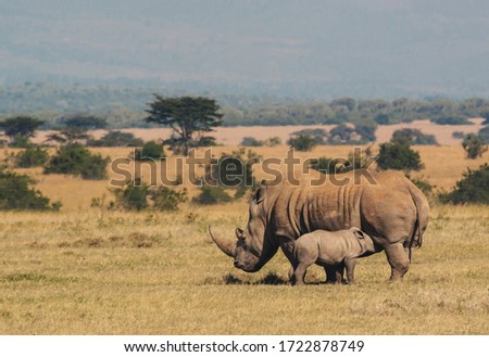 Rhino female and baby Kenya Wild Life