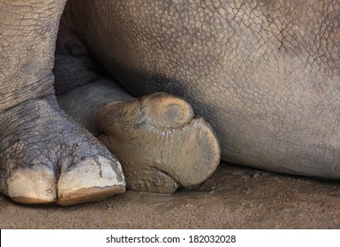 Rhino Foot