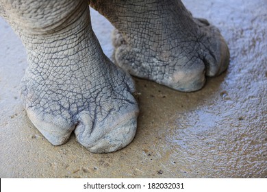 Rhino Foot 