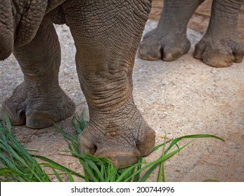 Rhino Foot