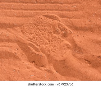 A Rhino Footprint In Red Sand