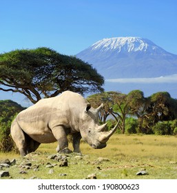Rhino in front of Kilimanjaro mountain - Amboseli national park Kenya