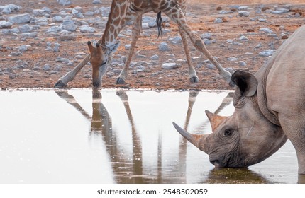 A Rhino  and  Giraffe is drinking water in a small lake - Group of elephant family drinking water in lake at amazing sunset - Etosha National Park, Namibia, Africa  - Powered by Shutterstock