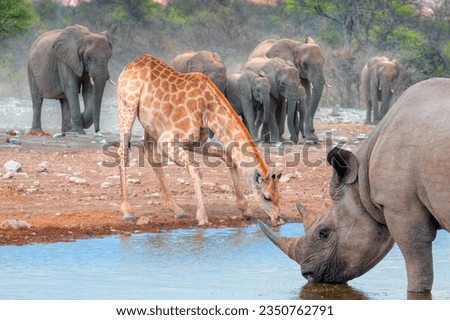 A Rhino  and  Giraffe is drinking water in a small lake - Group of elephant family drinking water in lake at amazing sunset - Etosha National Park, Namibia, Africa 