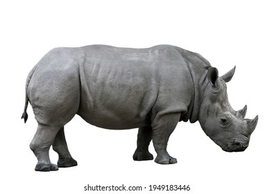 529 Rhino battle Stock Photos, Images & Photography | Shutterstock