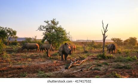 Rhino Herd Moving Around At Sunset