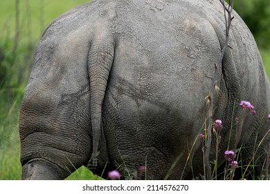 Rhino Hide Pattern And Texture Showing The Shape And Form Of Nature In Its Beauty