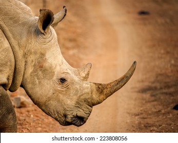 Rhino Horn