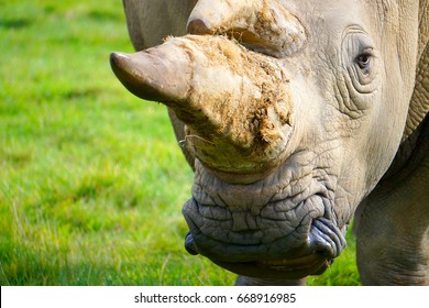 Rhino Horn