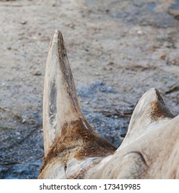 Rhino With Horn Close Up