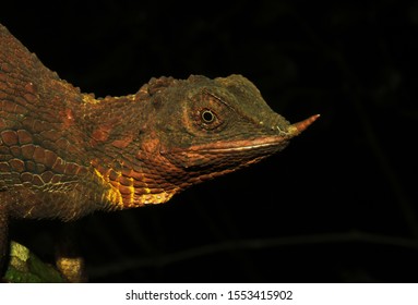 Rhino Horned Lizard which is highly protected and endemic to sri lanka. This beautiful creature has a horned like nose and living in highlands of sri lanka. 