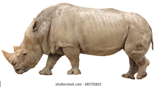 Rhino Isolated