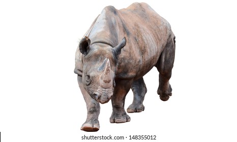 Rhino Isolated On White