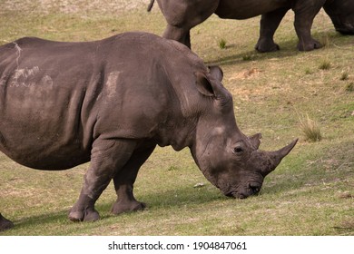 Rhino At Jacksonville Zoo Florida