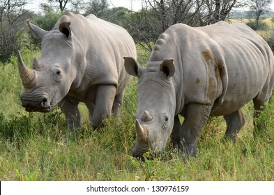 Rhino In Khama Rhino Sanctuary,Botswana,Africa