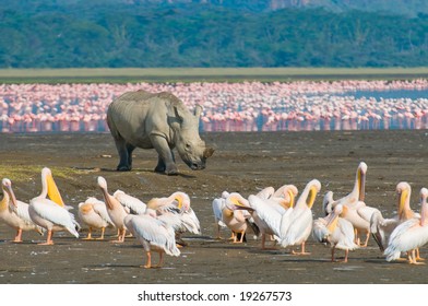 Rhino In Lake Nakuru National Park, Kenya