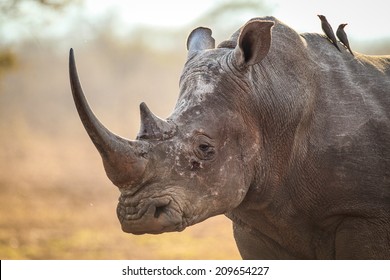 Rhino With Large Horn Cloe-up Portrait