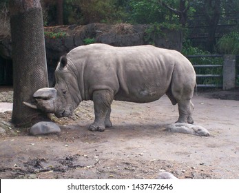 Rhino At The Mexico City Zoo