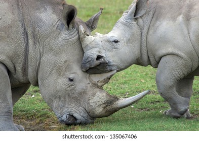 Rhino mother loves her baby