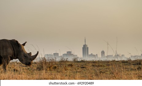 Rhino With The Nairobi City Skyline