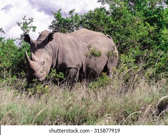 Rhino, Nairobi National Park